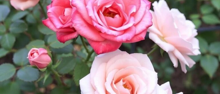 Розы: посадка и зимовка — как превратить сад в ароматное озарение на весь год